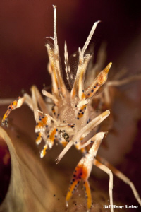 Tiger Shrimp by William Loke 